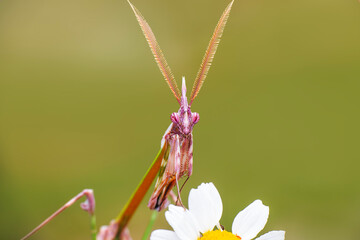 Wall Mural - Close up of pair of Beautiful European mantis ( Mantis religiosa )