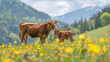 Cattle Grazing in Alpine Meadow. Two brown cows in a lush green meadow with yellow flowers, with mountains in the background.