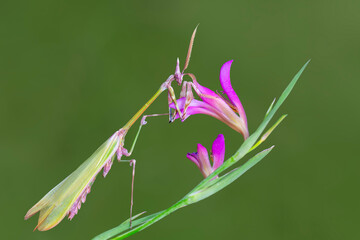 Sticker - Close up of pair of Beautiful European mantis ( Mantis religiosa )