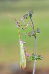 Sticker - Close up of pair of Beautiful European mantis ( Mantis religiosa )