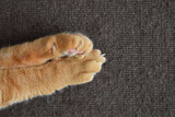 Fototapeta  - Ginger cat paw on the rug or carpet. Happy tabby cat relaxing at home.