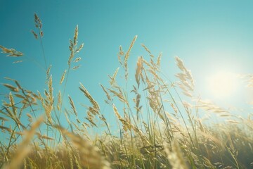 Poster - A picturesque field of tall grass with the sun shining in the background. Perfect for nature or outdoor-themed projects