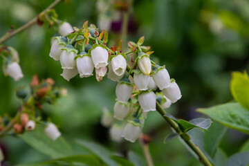 Wall Mural - White blueberry buds on a bush. Blueberry bud twig. White flowers. Macro perspective. Bush growing in a garden. Nature during summer, spring