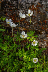 Wall Mural - Anemonoides sylvestris Anemone sylvestris, known as snowdrop anemone or snowdrop windflower, is a perennial plant flowering in spring