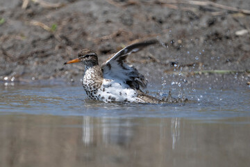 Wall Mural - Spotted Sandpiper bathing and splashing water during a hot summer day along the shores of the St. Lawrence River.