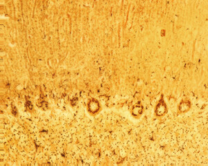 Poster - Cerebellum. Purkinje neurons. Golgi apparatus