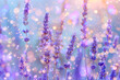 Lavender flowers in a field with bokeh lights