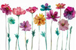 Brightly colored flowers in row on white background