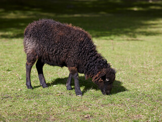 Wall Mural - Black ouessant sheep grazes on meadow