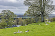 Sheep in Ireland lying down in a pasture with trees on a hill.