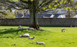 Ewes and lambs resting under a tree in a pasture with a stone wall above a village in Ireland. 