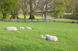 Ewes and lambs lying down in a pasture in Ireland. 