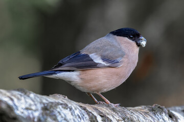 Aufkleber - a close up portrait of a female bullfinch, Pyrrhula pyrrhula, as she is perched on a silver birch branch with food in her beak