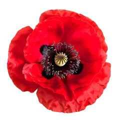 Wall Mural - Poppy flower isolated on white background, symbol of remembrance and honor, suitable for commemorations and decorations