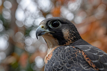 Poster - A falcon with a built-in camera and live-streaming capabilities for wildlife monitoring and educational purposes,