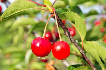 Cherry-tree.