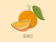 © Svetlana - Juicy ripe orange line drawn background. Abstract sliced Tropical citrus fruit card. Element for design isolated. Ingredient for juice, lemonade, cocktail, tea