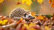 Hedgehog in Autumn. Wild, native, European hedgehog in natural woodland habitat and colourful Autumn or Fall leaves. Scientific name: 