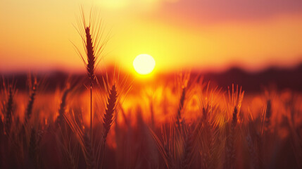 Wall Mural -  Sunset over a wheat field in June 