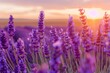 © SardarMuhammad - Vibrant Violet Lavender Field at Sunset, Text Space on a Warm Blurred Background
