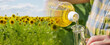 Farmer pouring vegetable oil in front of a sunflower field.