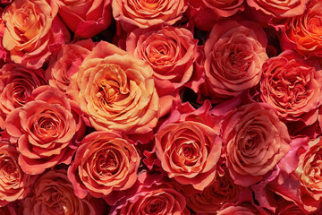 Wall Mural - Red roses background. Mothers day, Valentines Day, Birthday celebration concept. Top view