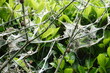 Toiles de soie de chenilles sur un arbuste