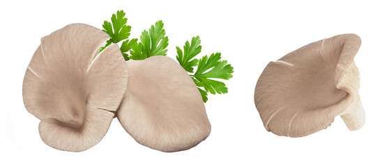 Oyster mushrooms with parsley isolated on white background with full depth of field