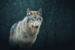 Gray wolf also known as timber wolf, seen in the forest