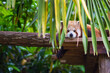 Red panda, Ailurus Fulgens, cute animal resting on wooden