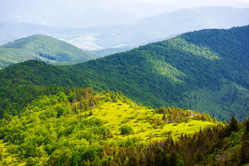 Wall Mural - mountainous carpathian landscape of ukraine with forested hills in summer. view from mountain pikui