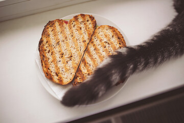 cat tail on Toast integral bread on white plate. fresh breakfast toasts. Grilled toasted bread in plate, top view. pet in home. pet hair in food