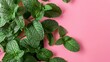 image of mint leaves on isolated pastel background Copy space, spa relaxation banner concept