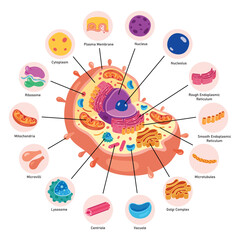 The Structure Of Human Cell