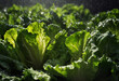 Rain waters on green organic lettuce. Generative AI