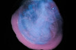 Vibrant blue and pink oil gracefully swirls against a stark black background, showcasing its unique colors and movement.