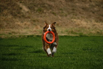 Wall Mural - Dog plays with round orange toy in green field in spring. Cute active Brown Australian shepherd walking outdoor in a green grass in summer. Atmospheric photo of pet in move. Fluffy doggy. Front view.