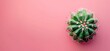 Top view of a green cactus on a pink background, minimal concept

