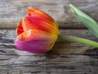 Close-up of a single rainbow tulip on rustic wooden planks

