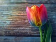Close-up of a single rainbow tulip on a rustic wooden background

