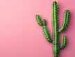 Green cactus on a pink background, minimalistic design

