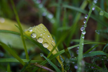 Closeup of raindrops on the grass