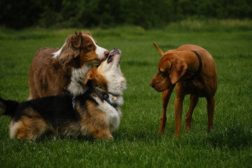 Wall Mural - Three dogs get acquainted by sniffing each other standing in a green spring field. Brown fluffy Australian Shepherd, Welsh corgi Pembroke tricolor and Hungarian Vizsla during a walk in the park.