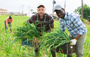 Sticker - African-american and caucasian men gardeners gathering fresh young garlic on vegetable field.