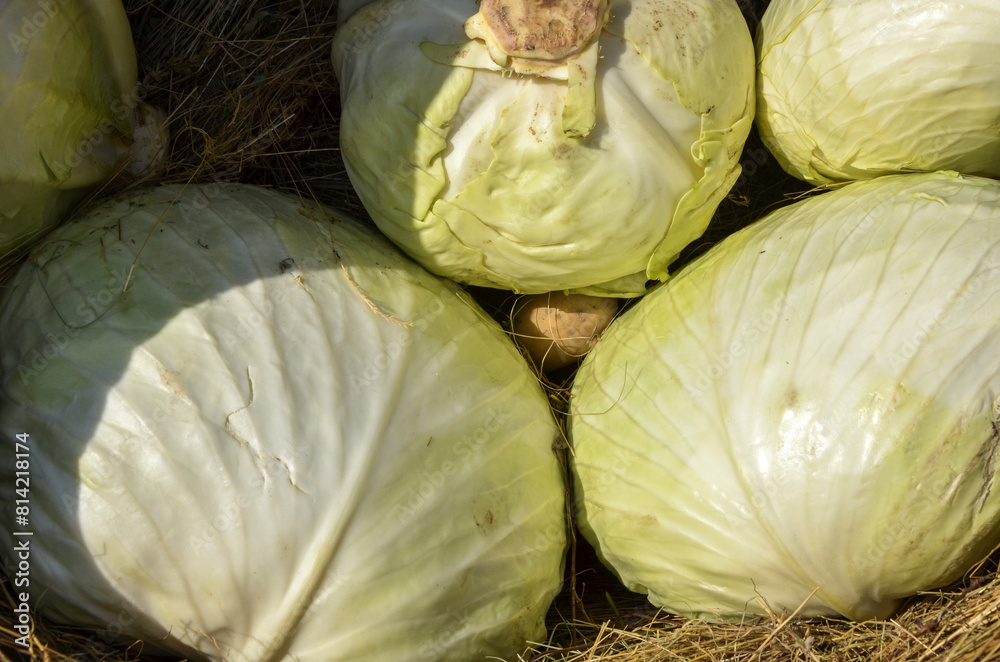 Heads of fresh, vibrant white cabbage nestled in dry straw on local ...