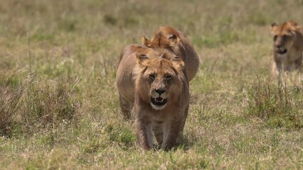 Poster - Lion pride in the Mara, Kenya, Africa. 