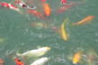 bunch of koi fish are in water.