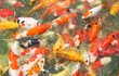 bunch of koi fish are in water.