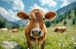 Happy cow in a meadow with mountains in the background. Shallow depth of field, a clear blue sky, and a green grassy pasture. Agriculture landscape banner. Copy space for text.