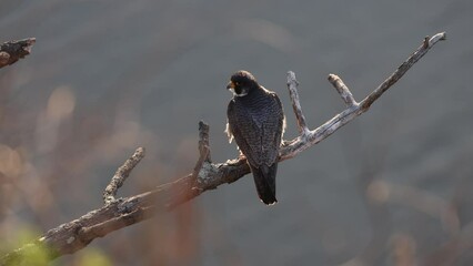 Wall Mural - A peregrine falcon in New Jersey